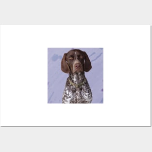 German Shorthaired Pointer Posters and Art